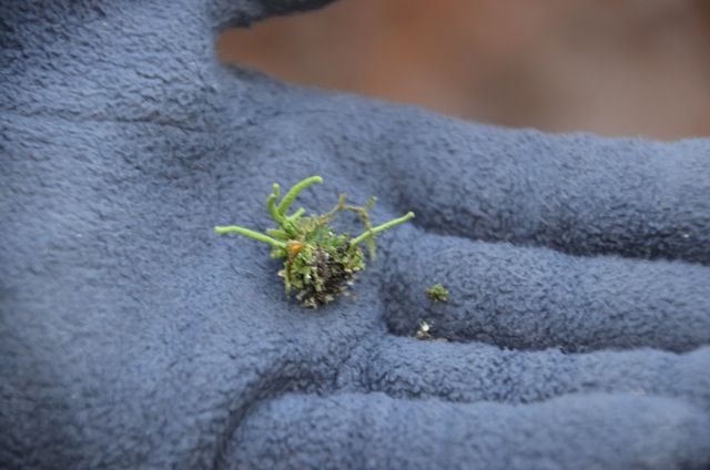 2011 12 A la découverte des lichens 05